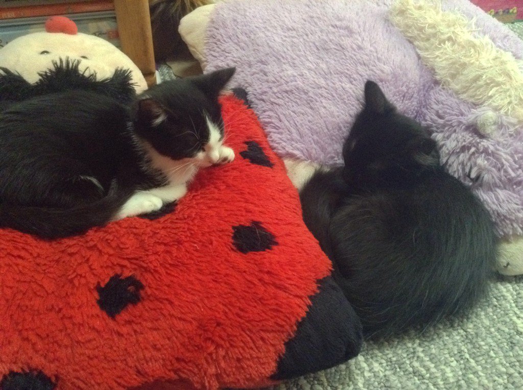 honeystand's tweet photo. Almost forgot to put out honey today! Here's why: #honey #kittens https://t.co/PKu9LSpIKg