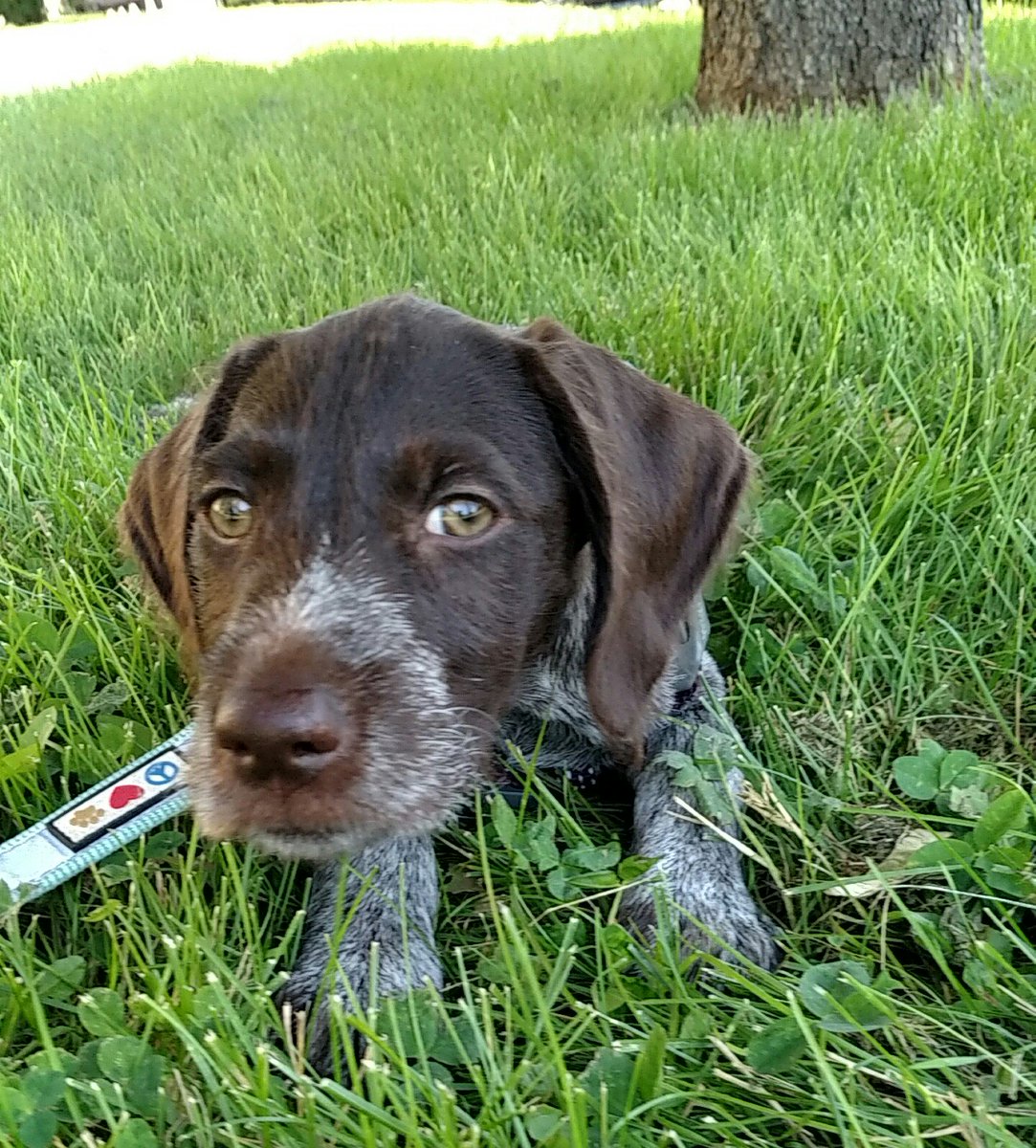 ztamble's tweet photo. @DenverBeerCo Awesome! We're bringing in our pup, Birdie tonight! https://t.co/Q2gJPvY1mk