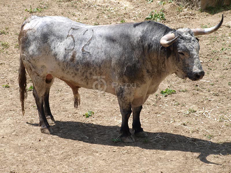ATorodeMadrid's tweet photo. Toros de Cebada Gago para #SanFermín 2016. Vía @TaurinoPamplona https://t.co/qxBgUCPynt