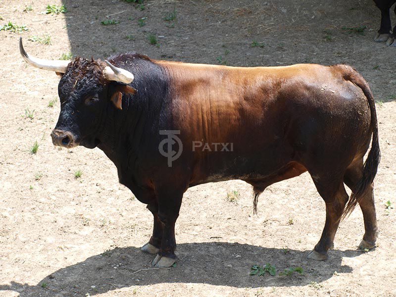 ATorodeMadrid's tweet photo. Toros de Cebada Gago para #SanFermín 2016. Vía @TaurinoPamplona https://t.co/qxBgUCPynt