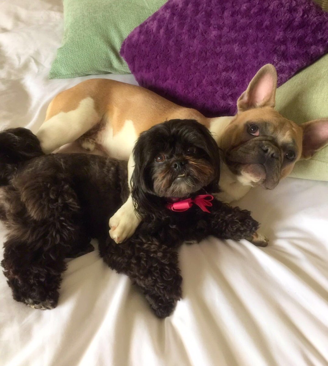 RocodogSpicer's tweet photo. Hugs π«πΆππΎ #rocodog #frenchbulldog #dog #cuddles #shihpoo #friends #hugs #dogs #dogsoftwitter https://t.co/IeBHsWABxx