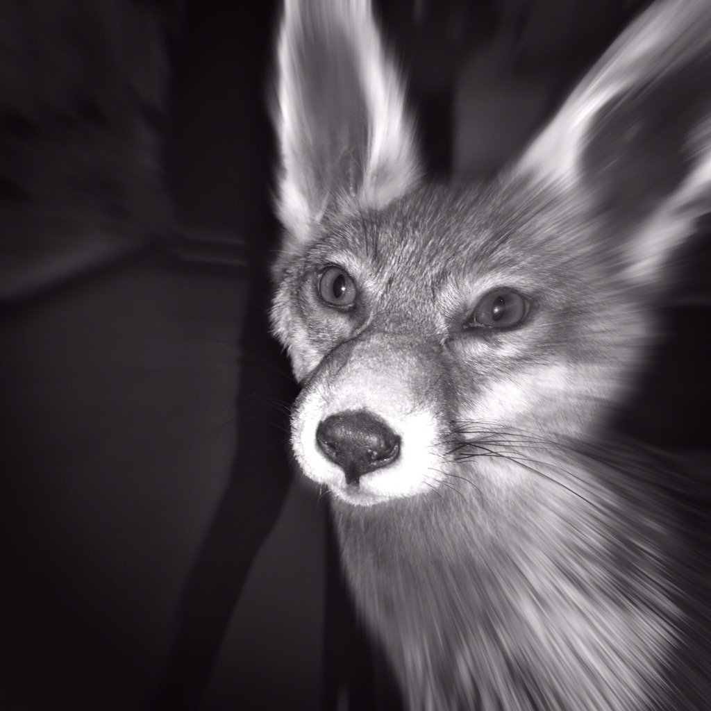 DMNature's tweet photo. our enigmatic #fox captured on camera by @GloveOfBones @TaxidermyLondon Share your creative response too #DMNature https://t.co/sC2YYyfaTd