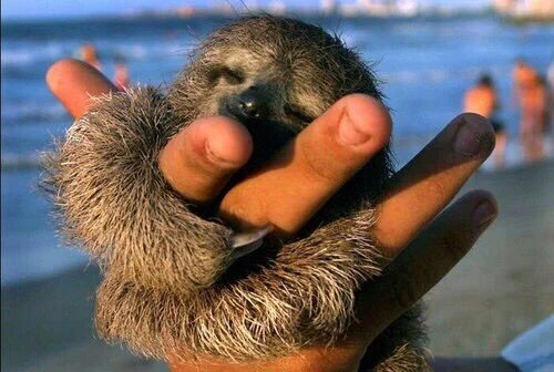 chooseonefab's tweet photo. 43. Which animal do you think is more cute? https://t.co/j4KEOCyXUy