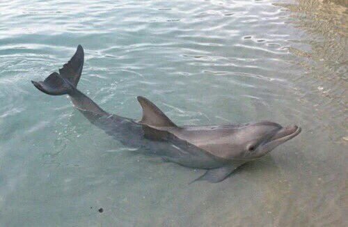 chooseonefab's tweet photo. 43. Which animal do you think is more cute? https://t.co/j4KEOCyXUy