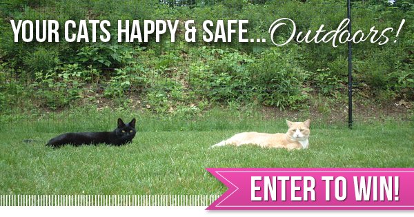 LifeFORCEPets's tweet photo. Enter to WIN $100 towards your own cat fence from Purrfect Fence! #cats #catgiveaway https://t.co/sEtwKwjMsn https://t.co/rhzHSHWyFt