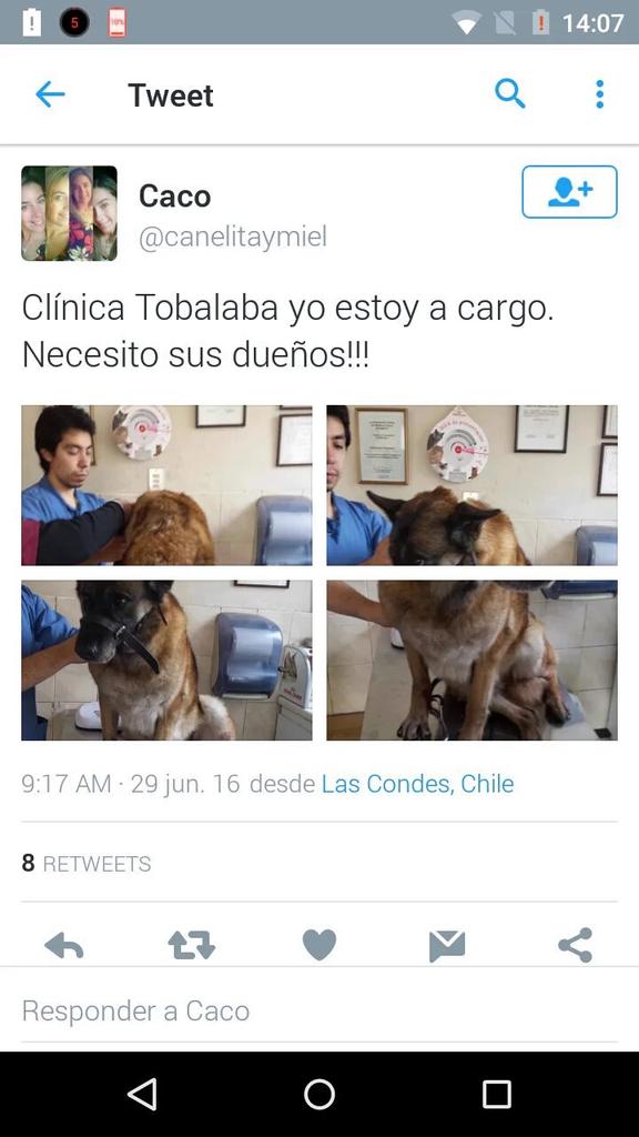 freddypatri's tweet photo. Rt@canelitaymiel Atropellada en Av Ossa llegando a Pucará #LaReina la tengo Clinica Tobalaba Pls Busco los Dueños RT https://t.co/60iFjFNPfx