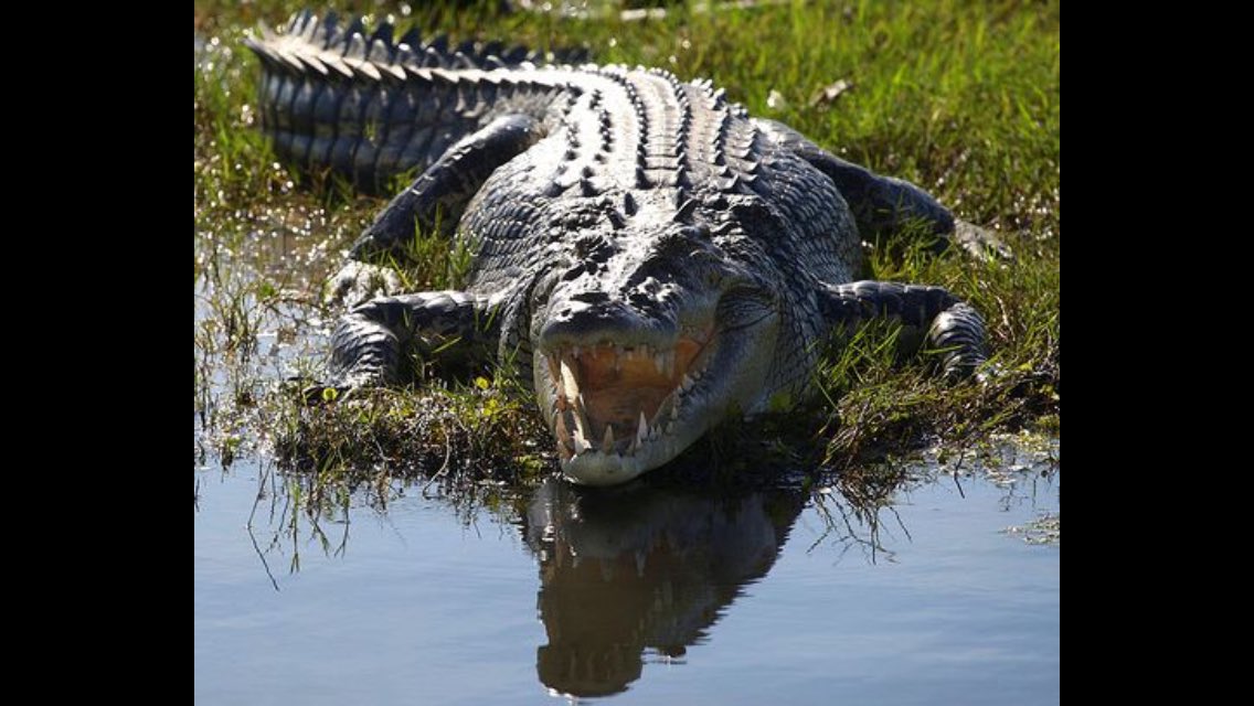 Hey everyone! I'm going to take a Bath in the Swamps! 
Want to join?