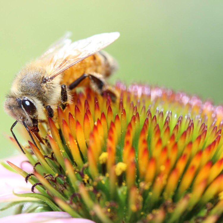 jwalkerartedu's tweet image. I was #inspired at #usmspark to do my #inquiryproject for my #mastersdegree on #honeybees 😊
