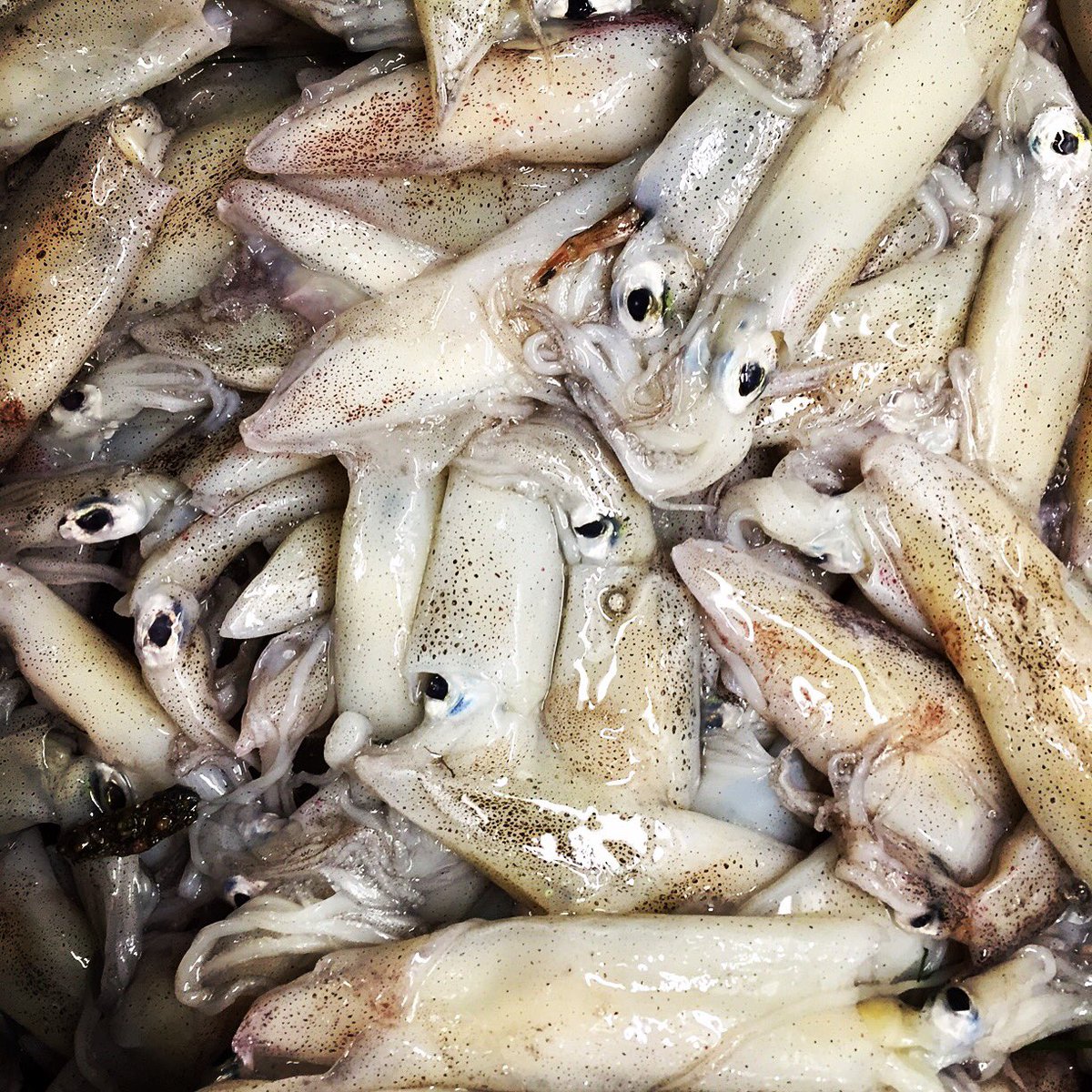 LUXESeafood's tweet photo. Shall we #calamari? #localsquid R u a crunchy tentacle eater? Crust vs body muffin-er? Edge vs center brownier? https://t.co/FjpLyDUhYa