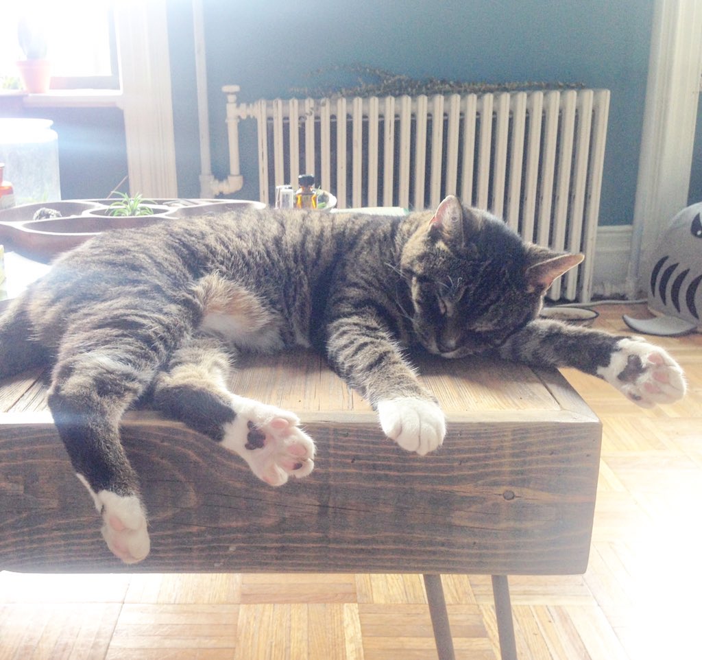 tastypursuits's tweet photo. Munchin Ulysses #cat is totally loving his new home with @mythsandfables #fosteringsaveslives https://t.co/WNFwUzdL9z