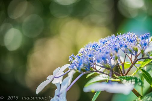kojirou7717's tweet photo. 額アジサイ②

#flowerphotography #naturephotography #macro photography #たむきゅー
[ #PluCial https://t.co/5bnzcEPdre ] https://t.co/7aAxjmaLYj