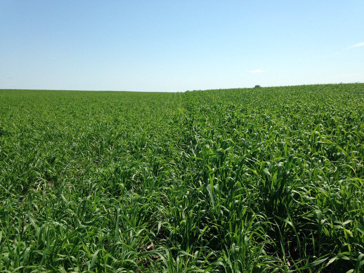 Jenntomology's tweet photo. Titanium wheat from @ProvenSeed on the right - early, midge tolerant, MR for Fusarium. What a deal! https://t.co/YI3KGJXNAH
