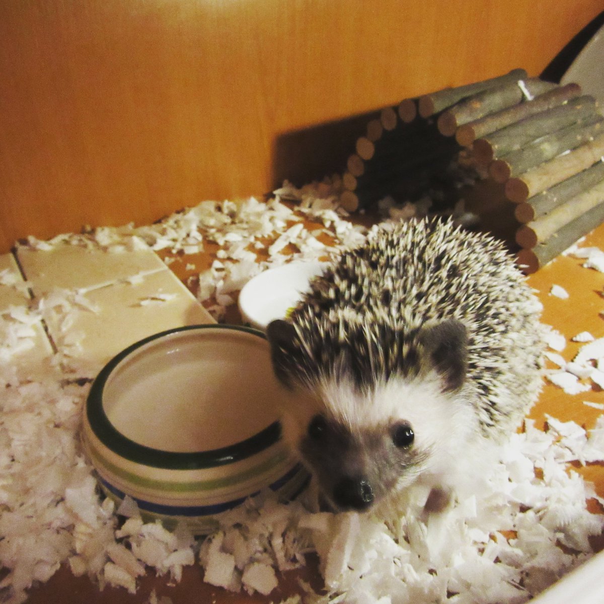 a_hedgestein's tweet photo. Why did you wake me up? #hedgie #hedgehogs #hedgehoglove #animals #exoticpets #littlebuddies #törpesün #sün https://t.co/9IxWhCxaHB