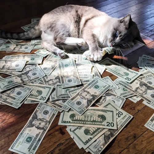 purrivilege's tweet image. I live the life I deserve