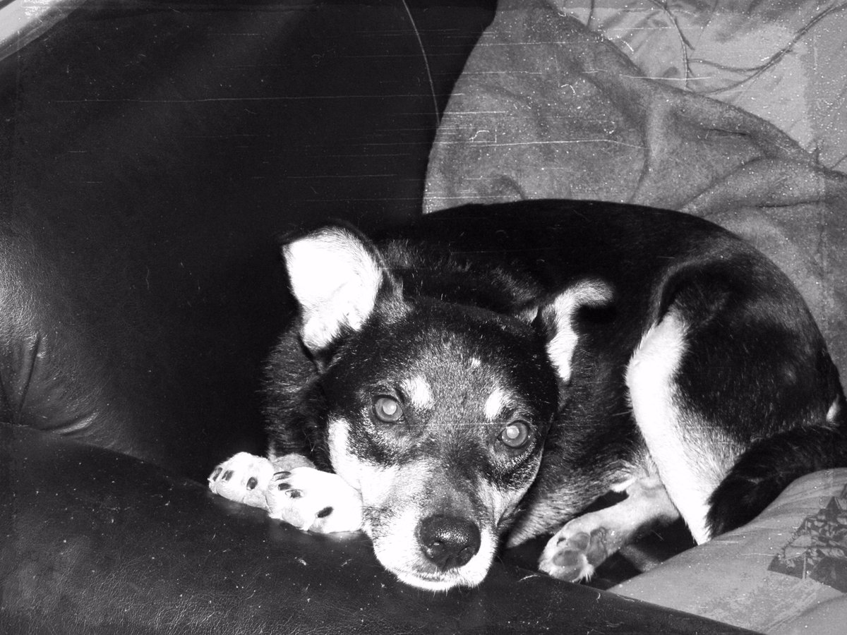 Mad_Maxthedog's tweet photo. #IGetFrustratedWhen I dont get more #dog #cookies #dogbiscuts 
https://t.co/ozhaHaDKGE https://t.co/7BUiKZuBkd
