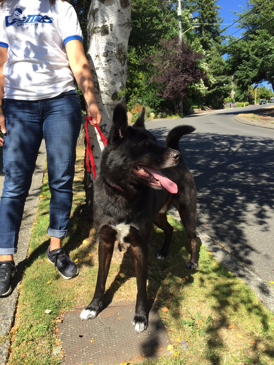 bash_kerrie's tweet photo. Found dog- it was chasing after cars at Admiral and Lander https://t.co/nJVtkA42rY