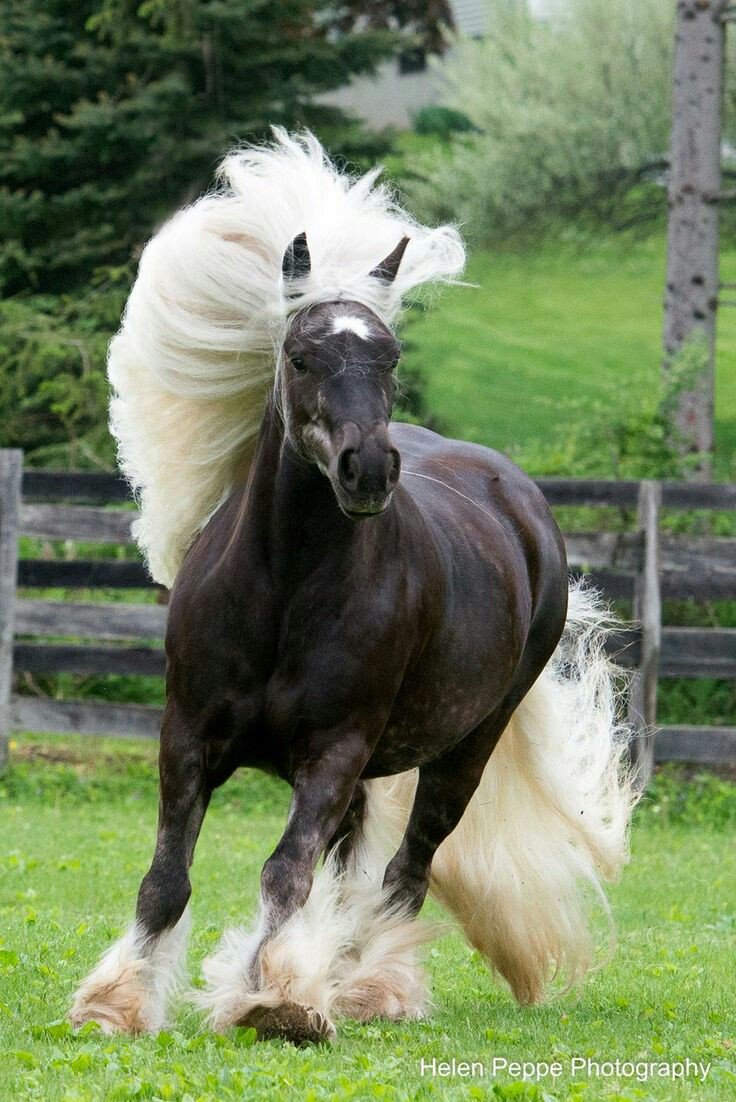 HorsesEnglish's tweet photo. 2016 god https://t.co/qxJZeMYzx9