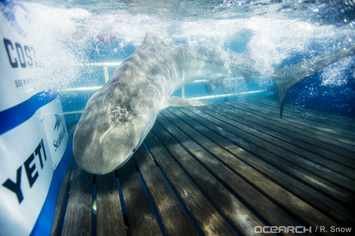 OCEARCH's tweet photo. Say hello to 11ft+ tiger shark Crystal! She's named after Crystal Pier @ Wrightsville Beach: https://t.co/lWAhFvWkkp https://t.co/bNDqHS0kkm