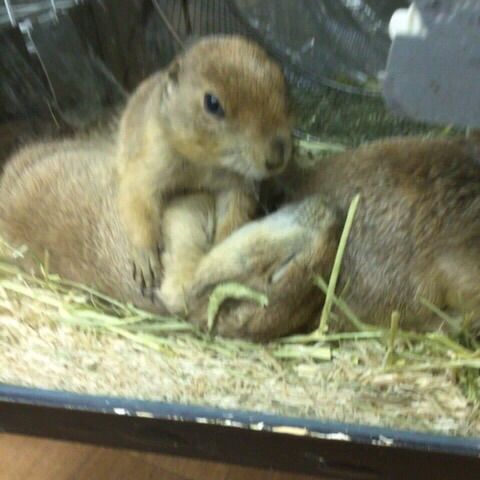 東京 うさぎ チンチラ専門店 うさぎさん Info Twitter