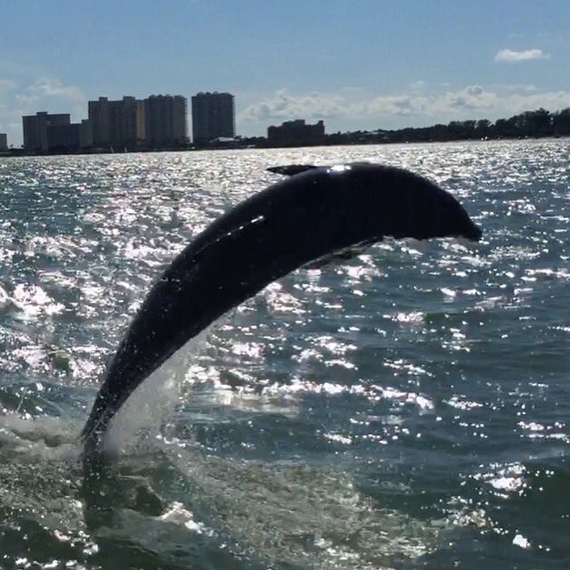 JeffSimpson125's tweet photo. @LittleTootFins Had an awesome time on your boat!  Highly recommended https://t.co/D3xmMWHfOw