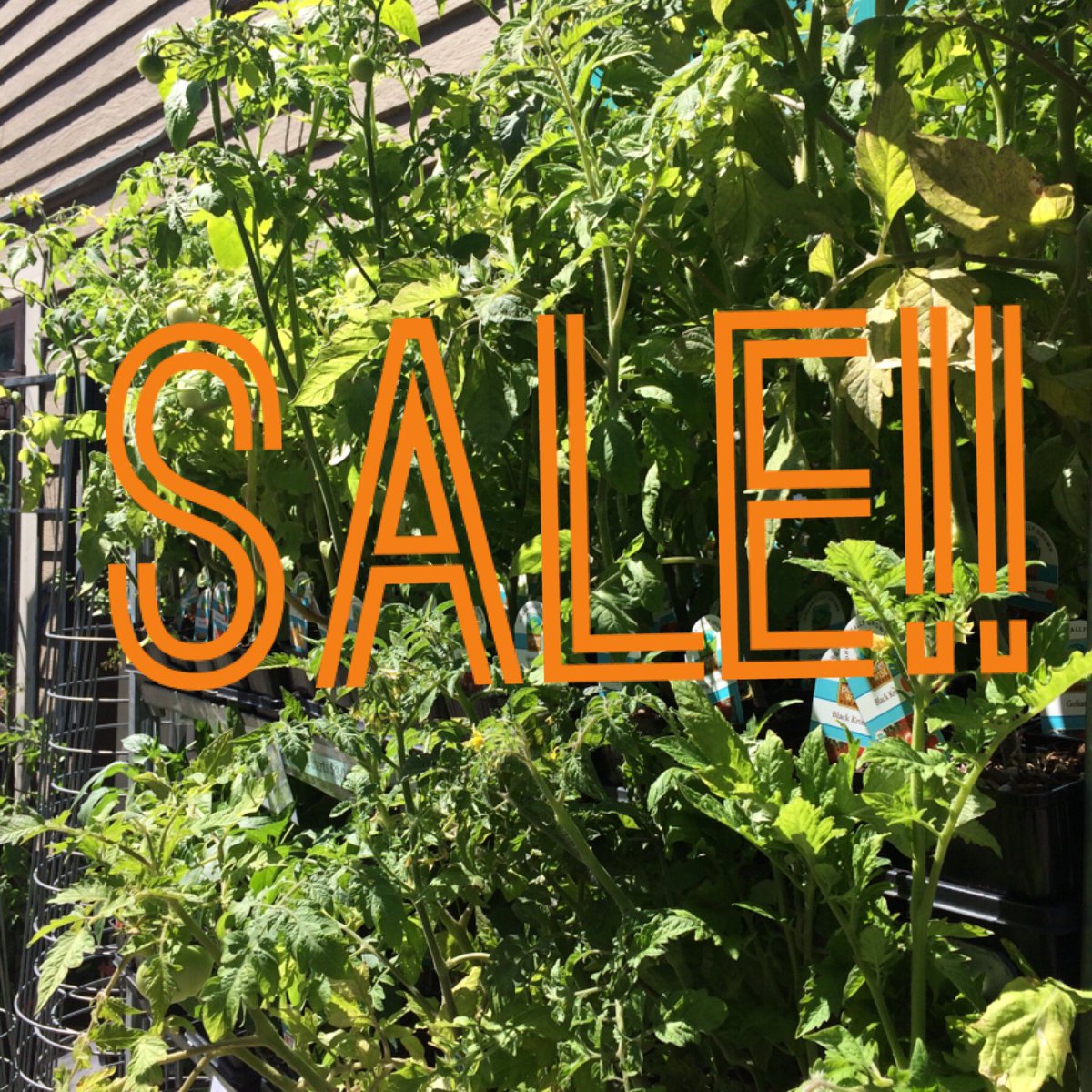 BeesNursery's tweet photo. Our Summer #veggies are on #sale! Buy 1 Get 1 Free! #PDX #PDXNOW https://t.co/ttlTUkgIOH