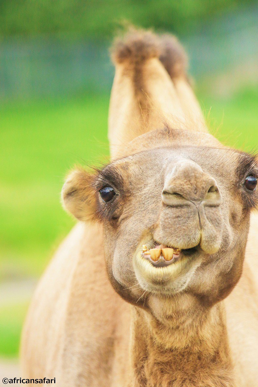アフリカンサファリ 公式 昨日も言いましたが動物の いい顔 を撮影するのは難しいです ラクダにも挑戦しましたが ずーーーっと口をモグモグしております 笑 ラクダ 表情 撮影 モグモグ サファリ T Co 6xjimzfoiz Twitter