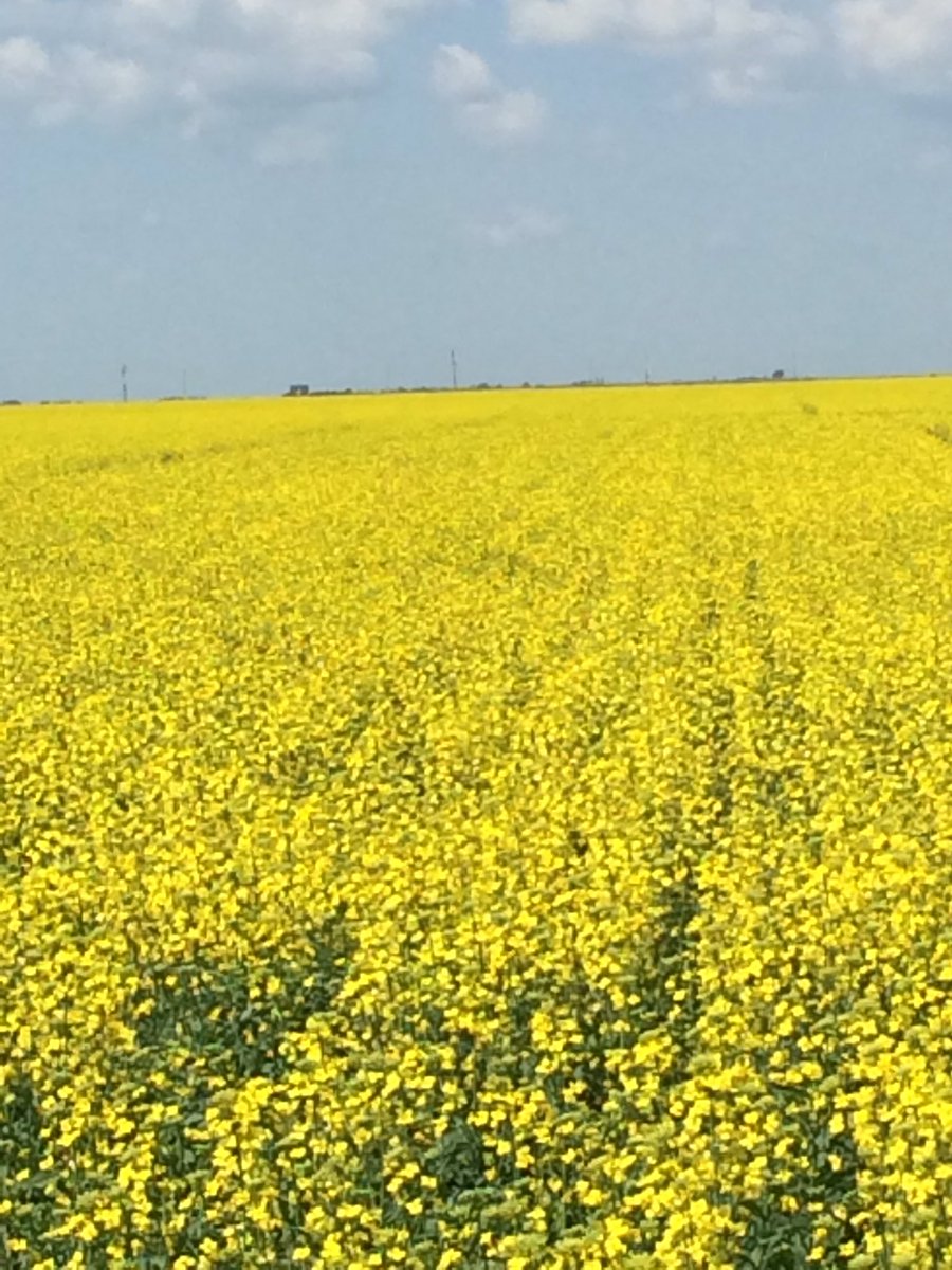 RKlewchuk's tweet photo. #SY4135 in Regina. Excellent  stand! @hjauck @IHsaskboy @syngentacanada @CarolynRuzicka @syngentacanada @CamCanola https://t.co/Lu0U5WqcOi