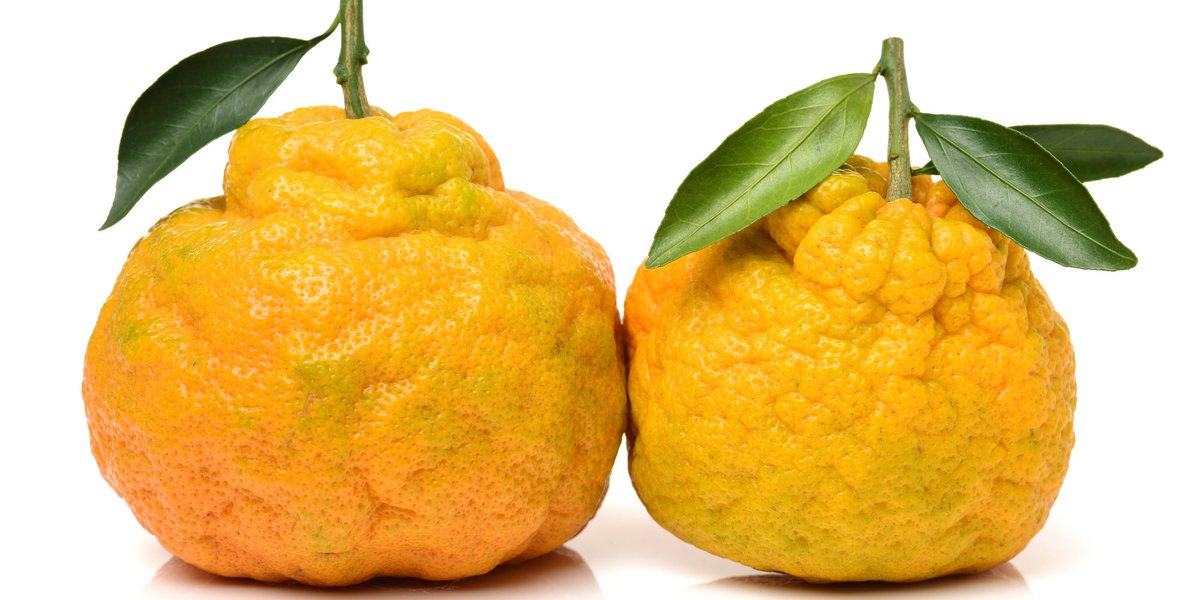 HuffPost's tweet photo. Walmart refuses to sell "ugly" fruits and vegetables. That needs to change. https://t.co/myG93yP8Pg https://t.co/2jdbbkmdJJ