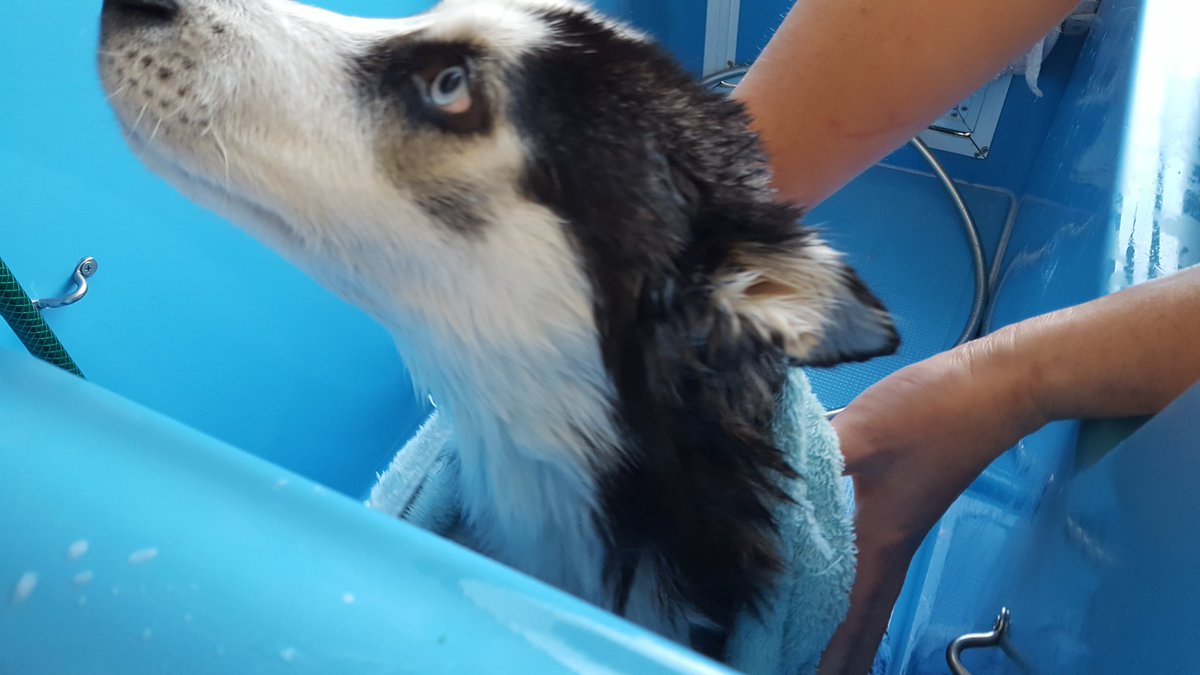 SDRQinc's tweet image. SDRQ's future sled dogs getting a bath! #firstbath #puppies