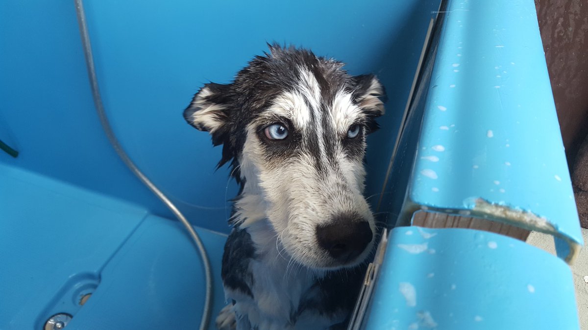 SDRQinc's tweet image. SDRQ's future sled dogs getting a bath! #firstbath #puppies