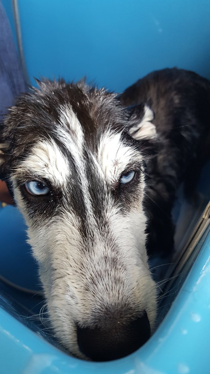 SDRQinc's tweet image. SDRQ's future sled dogs getting a bath! #firstbath #puppies