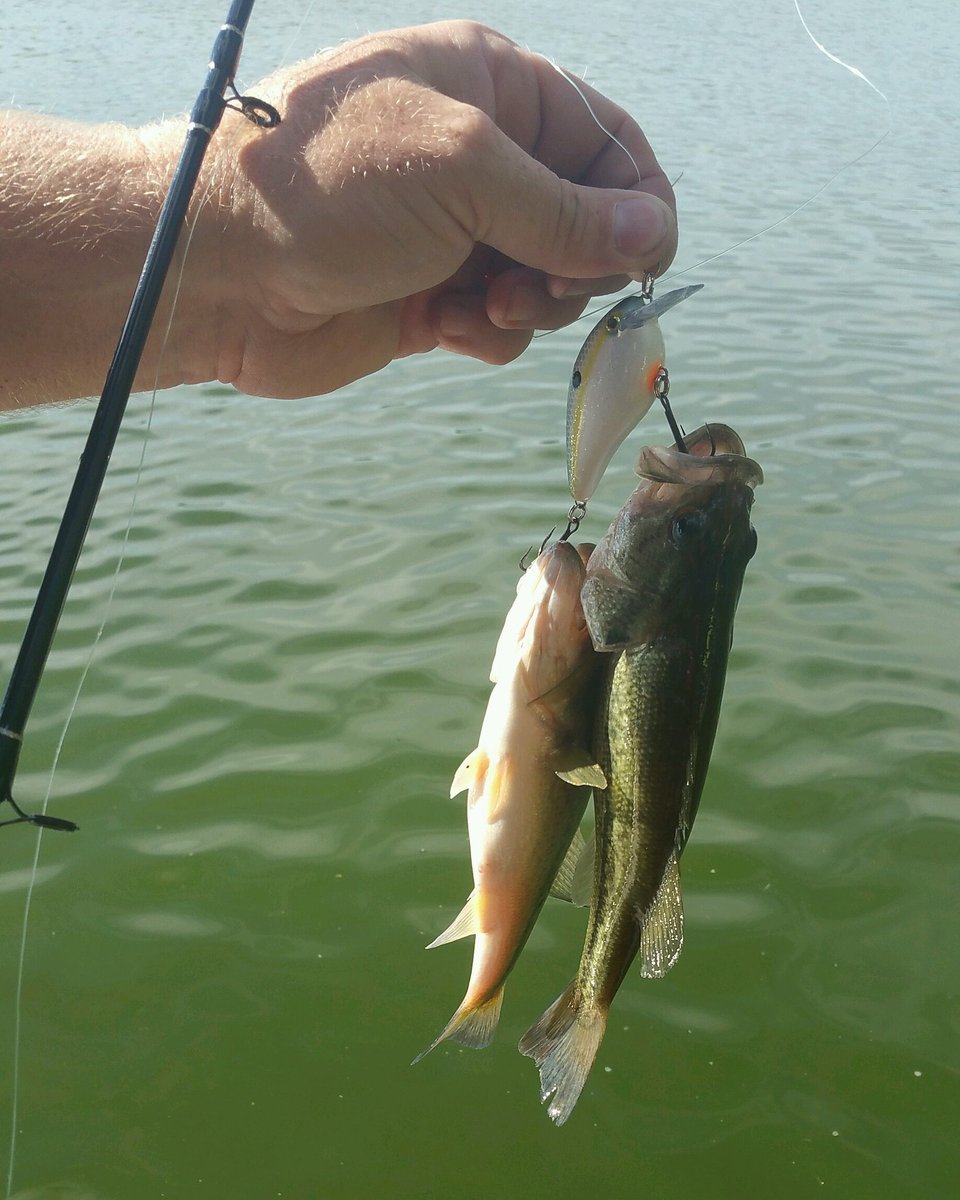 Amy_Sue_Bro's tweet photo. Ok 👨& 👧, don't get discouraged, my hubby is a professional!⛵🎣🐟🐟😎👍 #DoubleCatch #HotBait #westboggslake #fishinglife https://t.co/J3mdpNEvRu