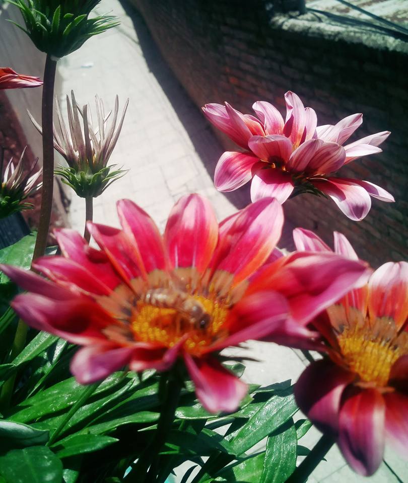 DhakalSaurav's tweet image. अाफनाे जिवन बचाउन माहुरीकाे जिवन बचाम । #SaveBee