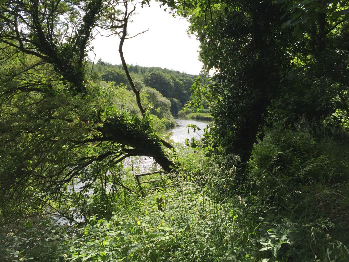 BridgeBikeHire's tweet photo. Green as far as the eye can see upriver at the moment. #CamelTrail https://t.co/gtbGJPgim5