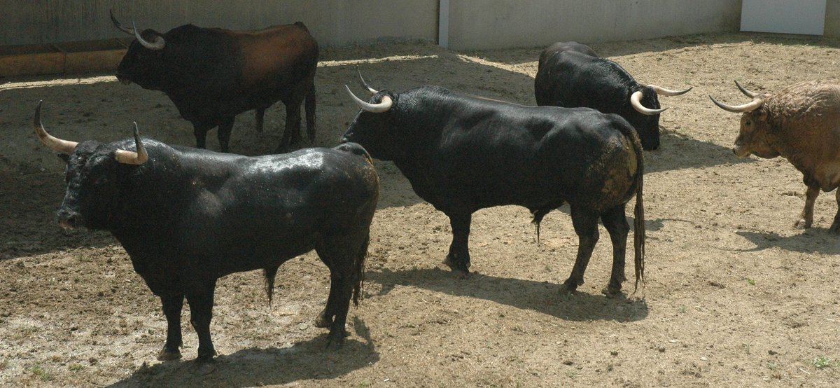 AmigosEncierro's tweet photo. Los toros #FuenteYmbro ya se encuentran en los Corrales del Gas!! Impresionante encierro para abrir los encierros!! https://t.co/s1Eh8E9jaA