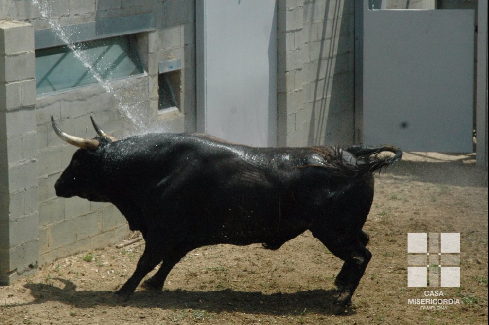 AmigosEncierro's tweet photo. Los toros #FuenteYmbro ya se encuentran en los Corrales del Gas!! Impresionante encierro para abrir los encierros!! https://t.co/s1Eh8E9jaA