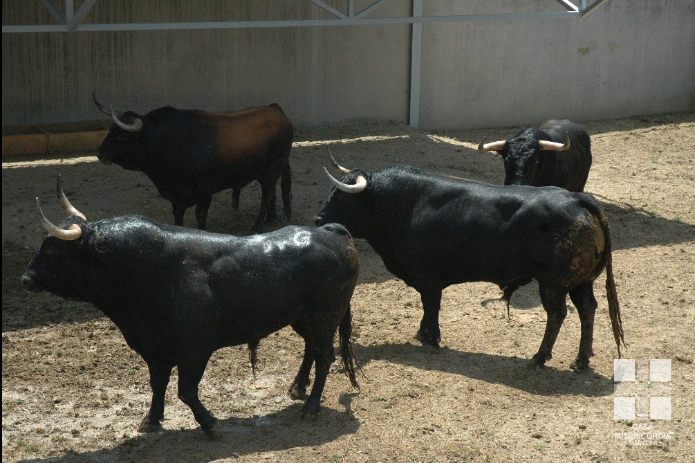 AmigosEncierro's tweet photo. Los toros #FuenteYmbro ya se encuentran en los Corrales del Gas!! Impresionante encierro para abrir los encierros!! https://t.co/s1Eh8E9jaA