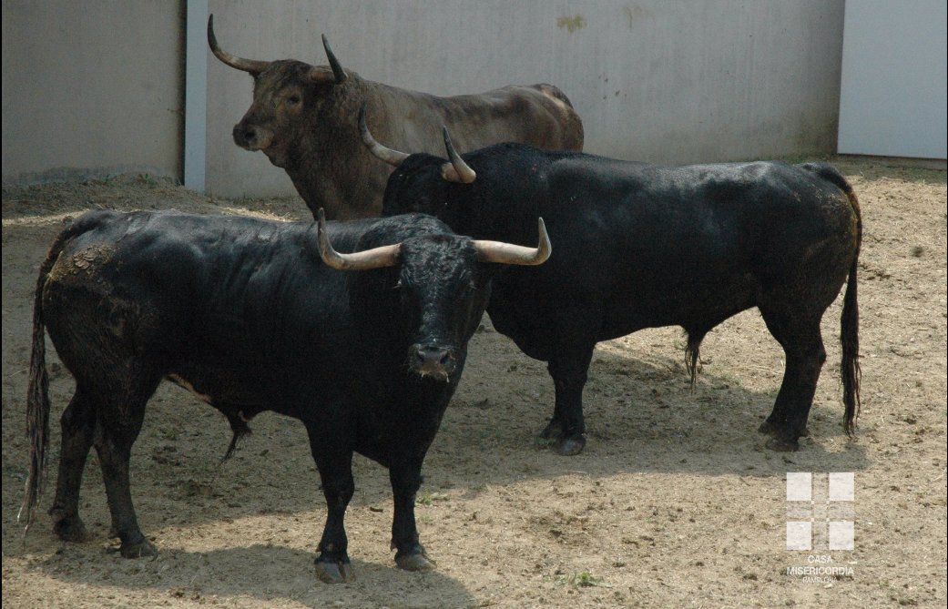 AmigosEncierro's tweet photo. Los toros #FuenteYmbro ya se encuentran en los Corrales del Gas!! Impresionante encierro para abrir los encierros!! https://t.co/s1Eh8E9jaA