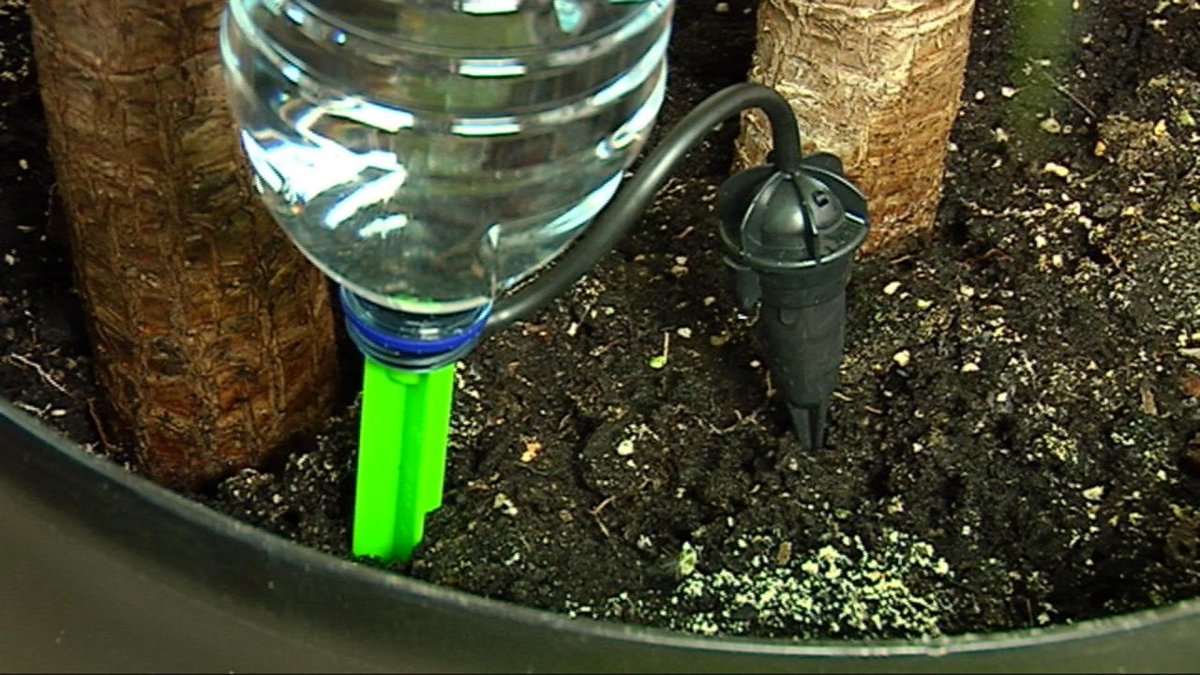 bricomaniatv's tweet photo. Si te vas de vacaciones y tienes plantas en casa, no te olvides pierdas este briconsejo: https://t.co/gxcgUgHS9X https://t.co/vCLpj2QwFo
