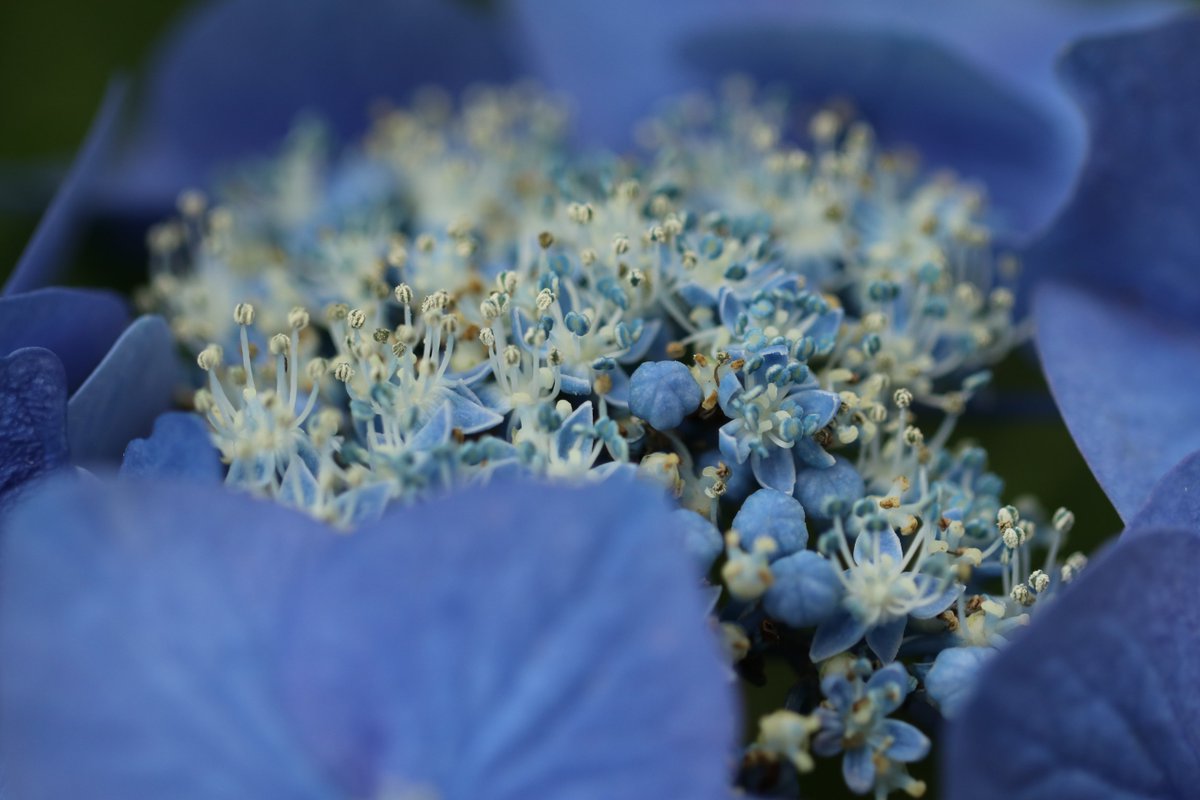 かずきち 庭の花たちです アジサイの名は藍色の小さい花が集まるという意味らしいです ほんと小さい青い花が集まって咲いてます 写真好きな人と繋がりたい 写真撮ってる人と繋がりたい アジサイ アルストロメリア ベゴニア かずきち 庭の花たちです アジサイの名は藍色の小さい花が集まるという意味らしいです ほんと小さい青い花が集まって咲いてます 写真好きな人と繋がりたい 写真撮ってる人と繋がりたい アジサイ アルストロメリア ベゴニア