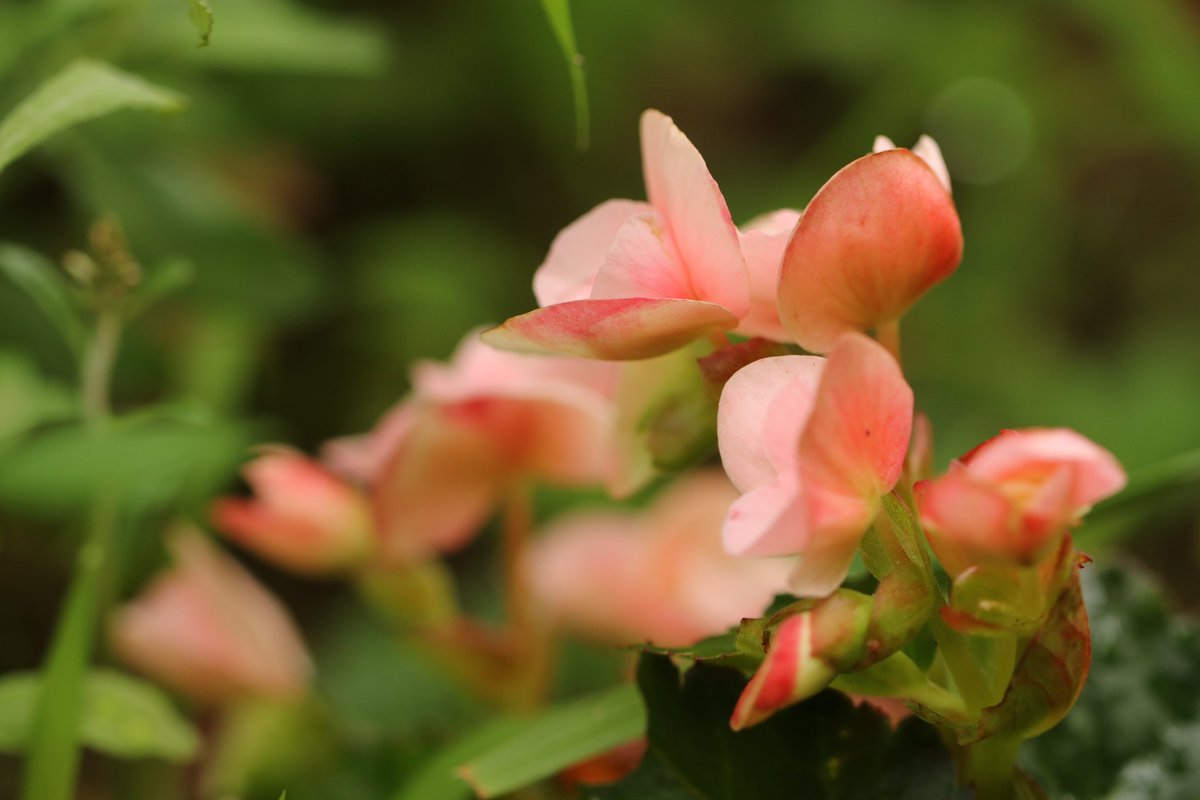 かずきち 庭の花たちです アジサイの名は藍色の小さい花が集まるという意味らしいです ほんと小さい青い花が集まって咲いてます 写真好きな人と繋がりたい 写真撮ってる人と繋がりたい アジサイ アルストロメリア ベゴニア