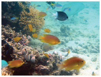 thePeerJ's tweet photo. #Protogyny in a tropical #damselfish: females queue for future benefit https://t.co/da8kF8WeFP https://t.co/uaURnApUoy