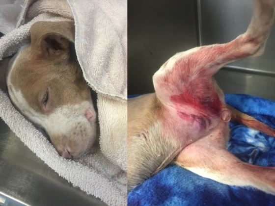 PetitionHub's tweet photo. Justice 4 ROMY!Used As Dog Bait &amp; Dumped To Perish When No Longer Needed! 
https://t.co/To992ITVwc https://t.co/GWV4MohhpK