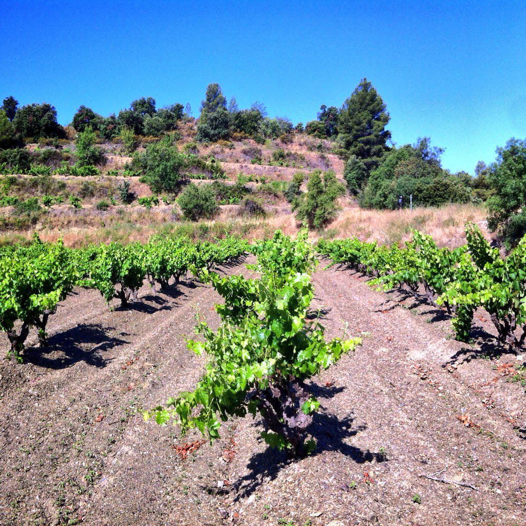 "Good morning from Cellers de Scala Dei's vineyards", Grenache, clay, slate, Escaladei, El Priorat 🍷🍷