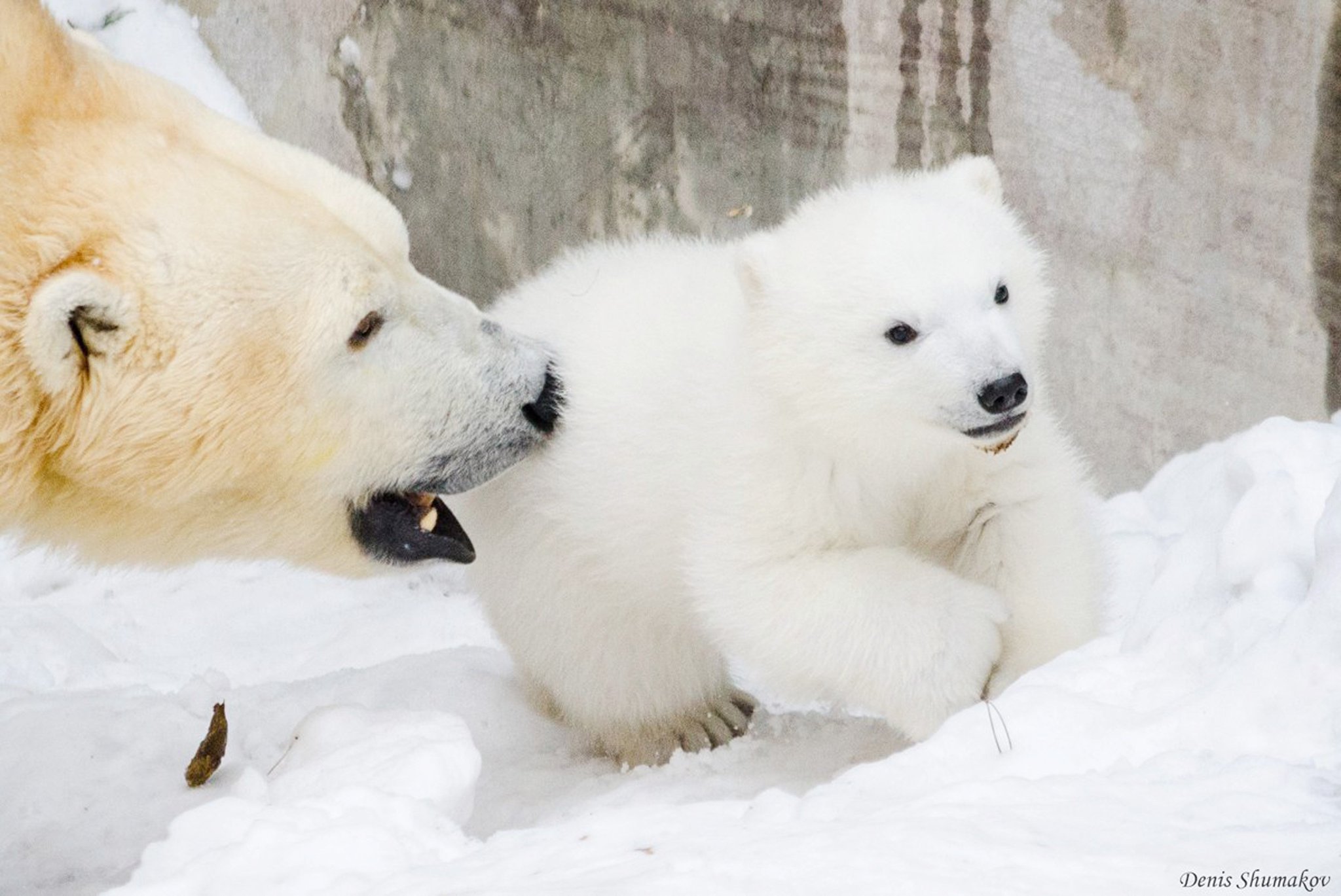 The Siberian Times on Twitter: 