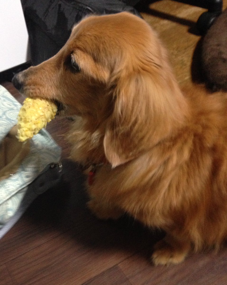 まっしー とmhwとff Twitterissa ジジイ犬ポッポがトウモロコシを食べる 人間が食べ終わったものを舐める のみだが 笑 ぴっぴに取られまいとくわえて逃げる 逃げる 笑 秘密結社老犬倶楽部 ミニチュアダックスフンド まっしー とmhwとff Twitterissa ジジイ犬ポッポがトウモロコシを食べる 人間が食べ終わったものを舐める のみだが 笑 ぴっぴに取られまいとくわえて逃げる 逃げる 笑 秘密結社老犬倶楽部 ミニチュアダックスフンド