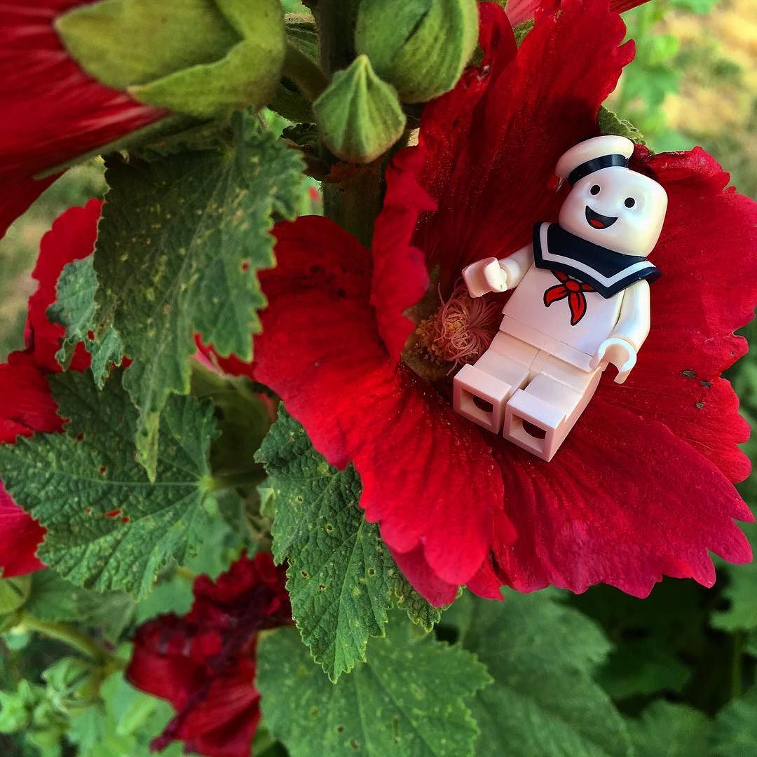 joecowl's tweet image. Hanging out in the #hollyhocks because he can! . #mrstaypuft #ghostbusters #toyphotography… wowflute.com/hanging-out-in…