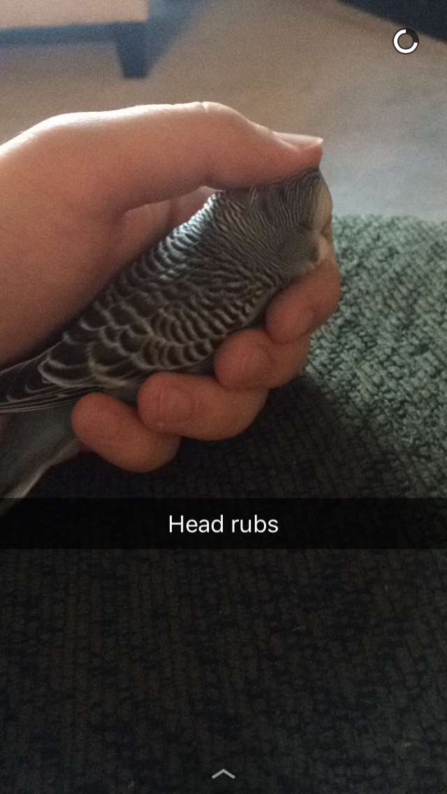 Have you petted a bird today?