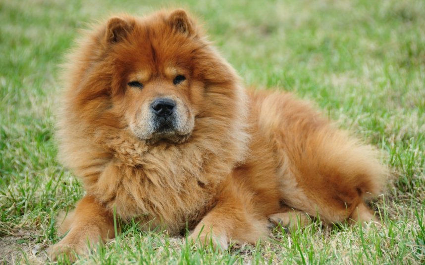 For_Dogs23's tweet image. 