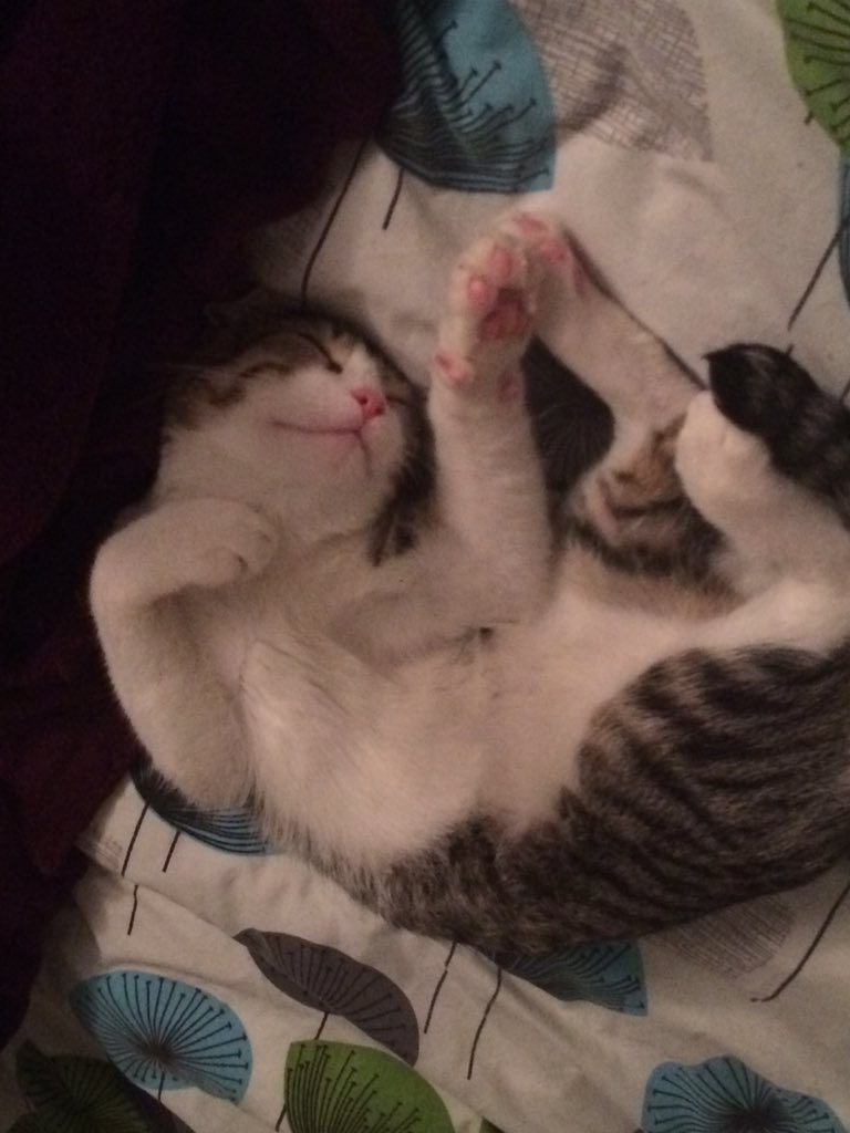 MusicOnMyMind86's tweet photo. #meowmyheart https://t.co/66or7h6yQY